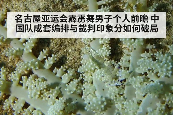 名古屋亚运会霹雳舞男子个人前瞻 中国队成套编排与裁判印象分如何破局